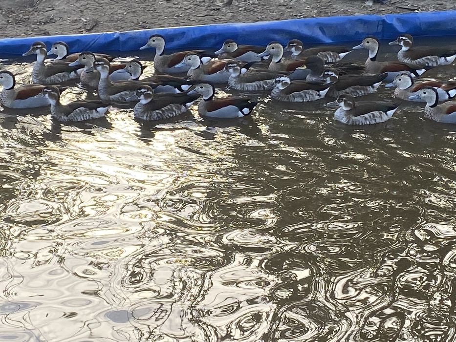 Kaczki ozdobne cyraneczki czerwonoramienne