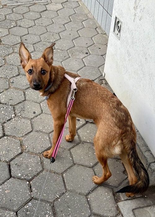 Cadela de porte médio para adoção responsável