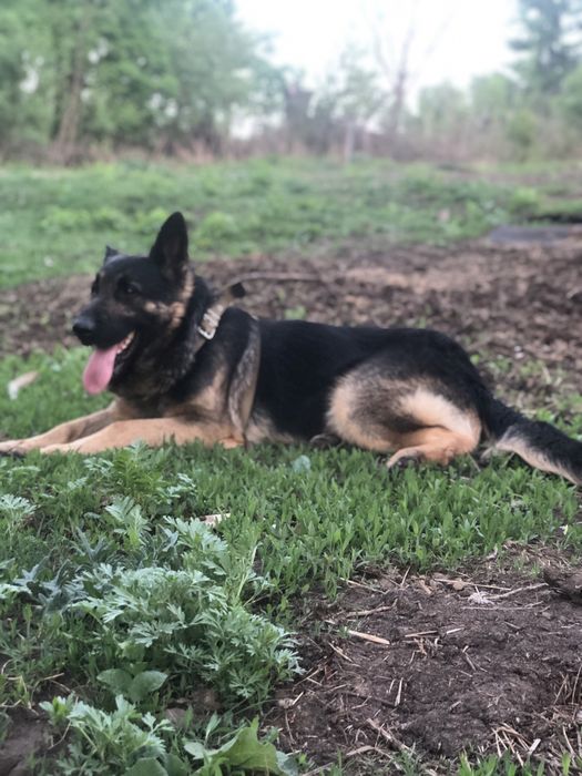 Вязка Овчарка кобель