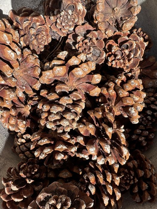 Pinhas de Pinheiro-Manso – 4 Kg por 5 € | Promo 3 sacos = 14€