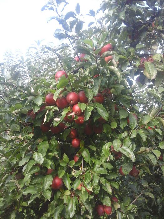 jabłka  gruszki Ekologiczne