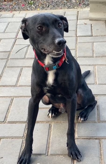 Отдам даром в добрые руки собаку метис бельгийской овчарки