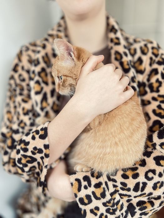 Чудовий котик в добрі руки