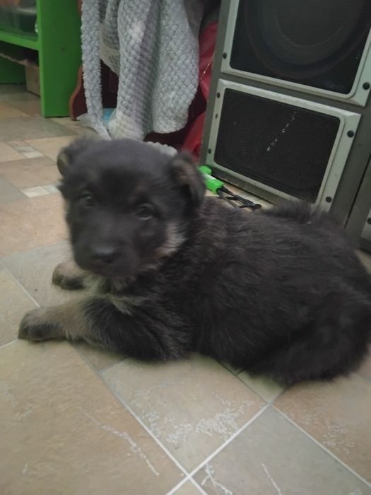 Отдам щенка  овчарка