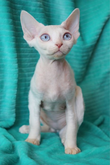 Хлопчик  девон-рекс