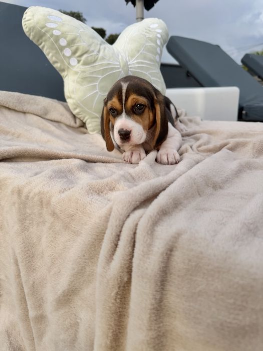 Beagle   menina linda