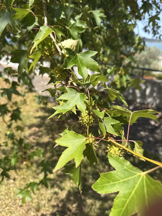 3 Liquidâmbares adultos para transplante – Seixas (Caminha)