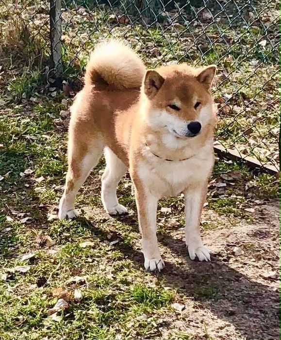 Shiba Inu, WYŚNIONY Rajsobie(FCI), piękny chlopczyk.