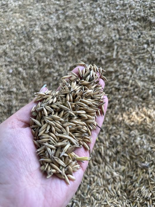 Продам овес урожай 2025 року