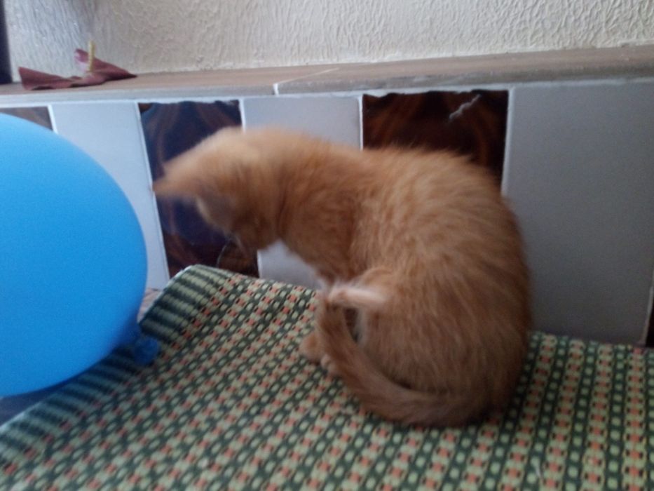 Gatinhas para adopção