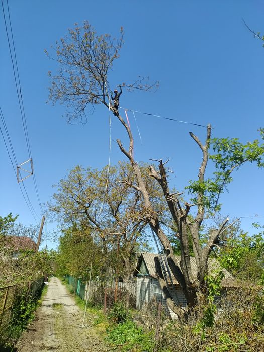 Покіс трави, розчищення від заростей, видалення дерев будь-якої складності.