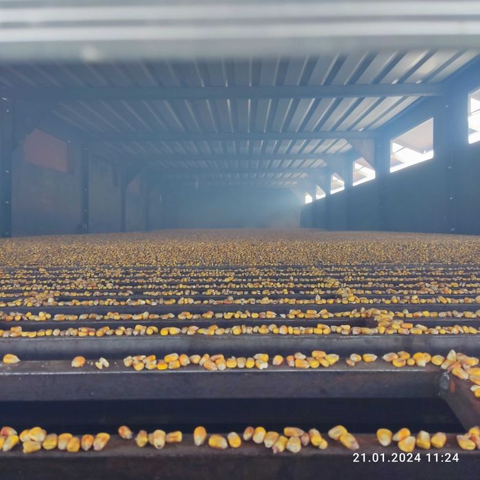 Зерносушарка конвейєрна для високої вологи (50%) сушить за 1-ин прохід