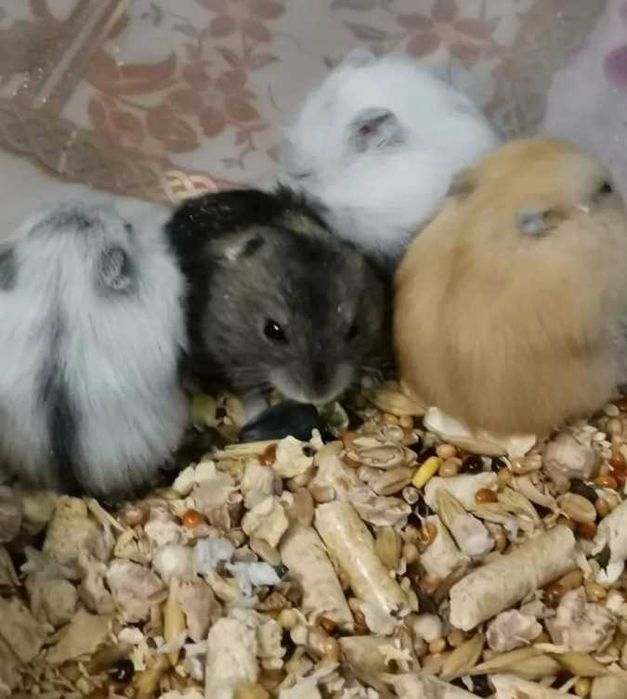 Хомяк джунгарський