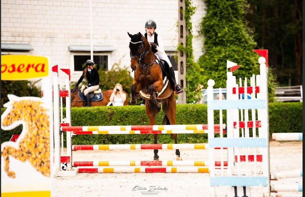 Sprzedam Pięknego Konia Folbluta