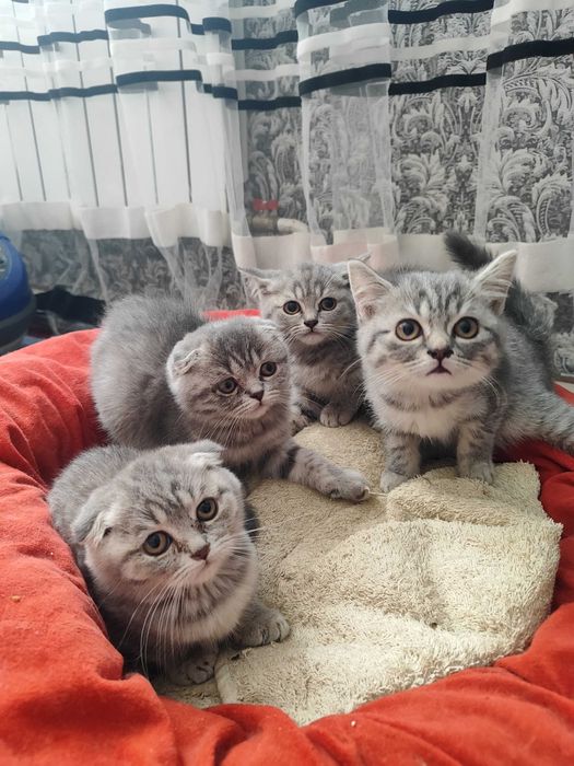 Шотландські кошенята