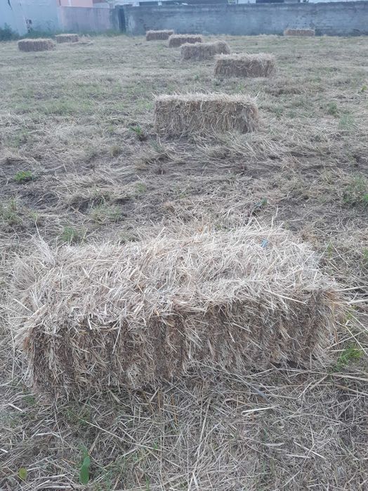 Fardos de palha com Aveia