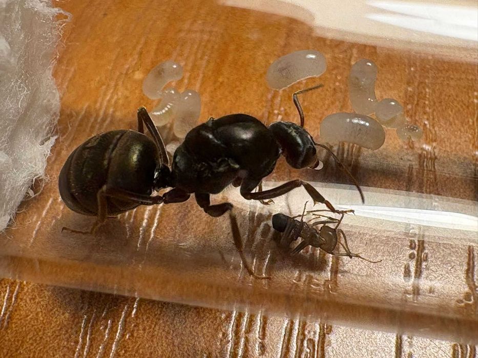 mrówki iridomyrmex purpureus Q + larwy/poczwarki