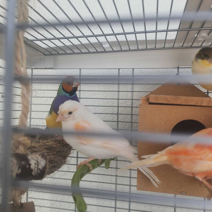 Vendo aves + gaiola grande e acessórios