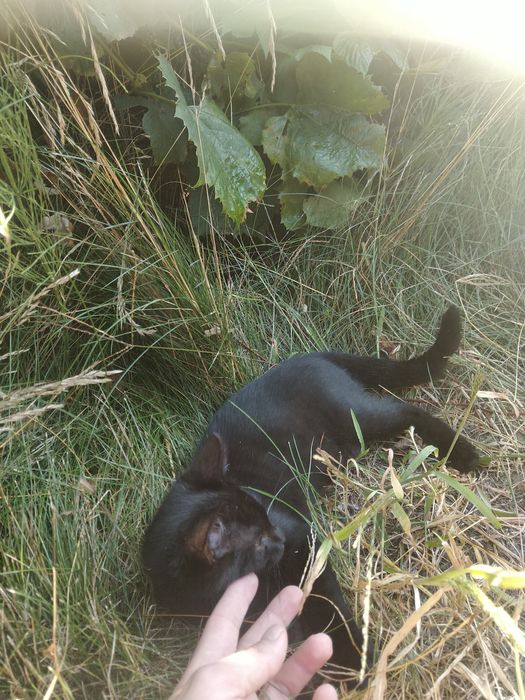 Oddam kota Lio czarny z wyprawką 100pln + zabawki