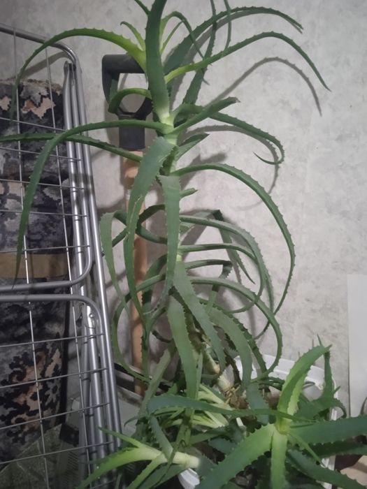 Алоэ древовидный лечебный