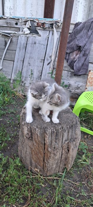 Віддам в добрі руки