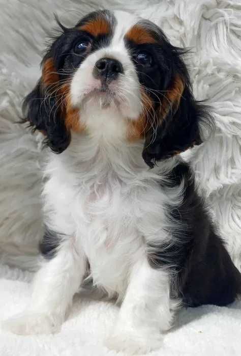 Cavalier King Charles