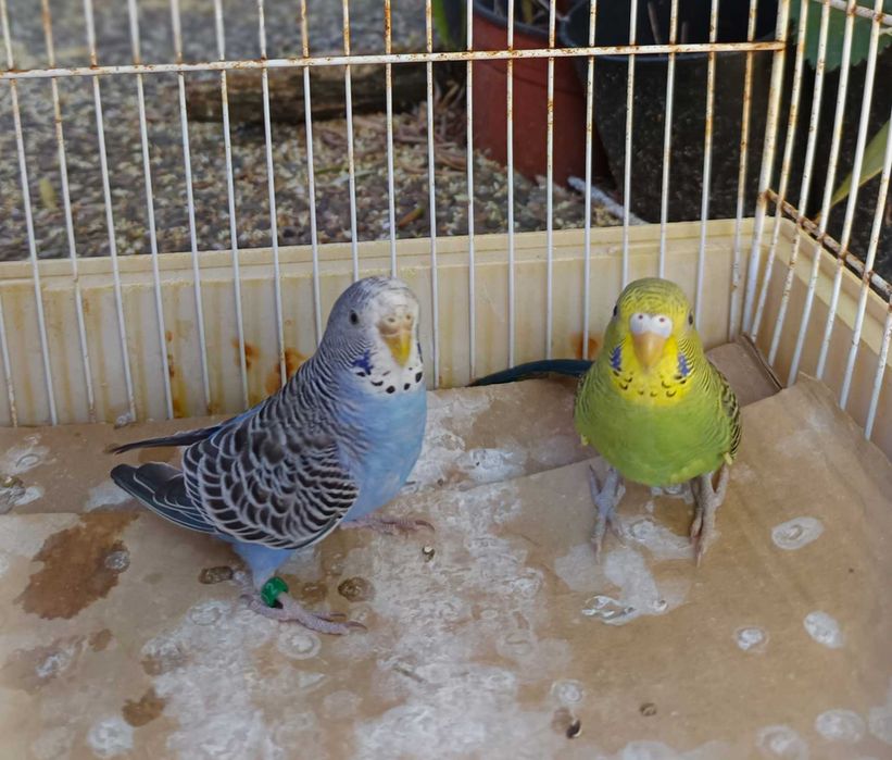 Casal de Periquitos Australianos