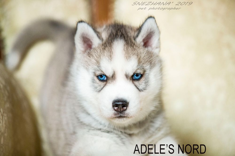 Щенки хаски , документы есть