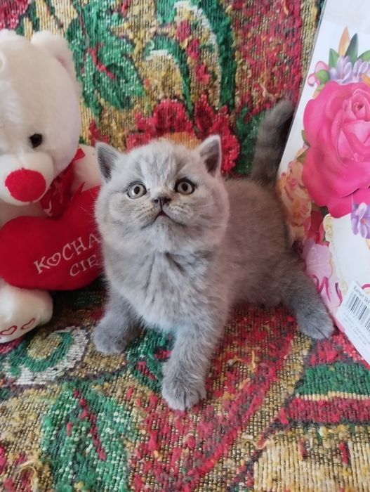 Kocurek brytyjski niebieski