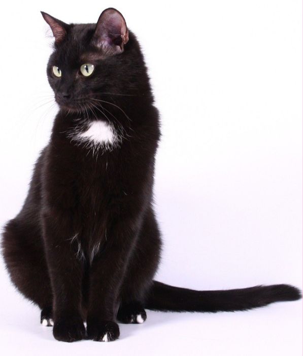 Кішечка Маша, 1,5 року в добрі руки