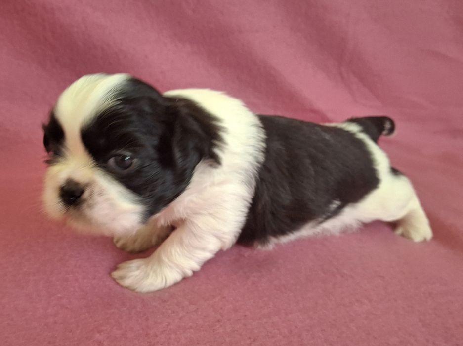 Sunia Shih Tzu rezerwacja
