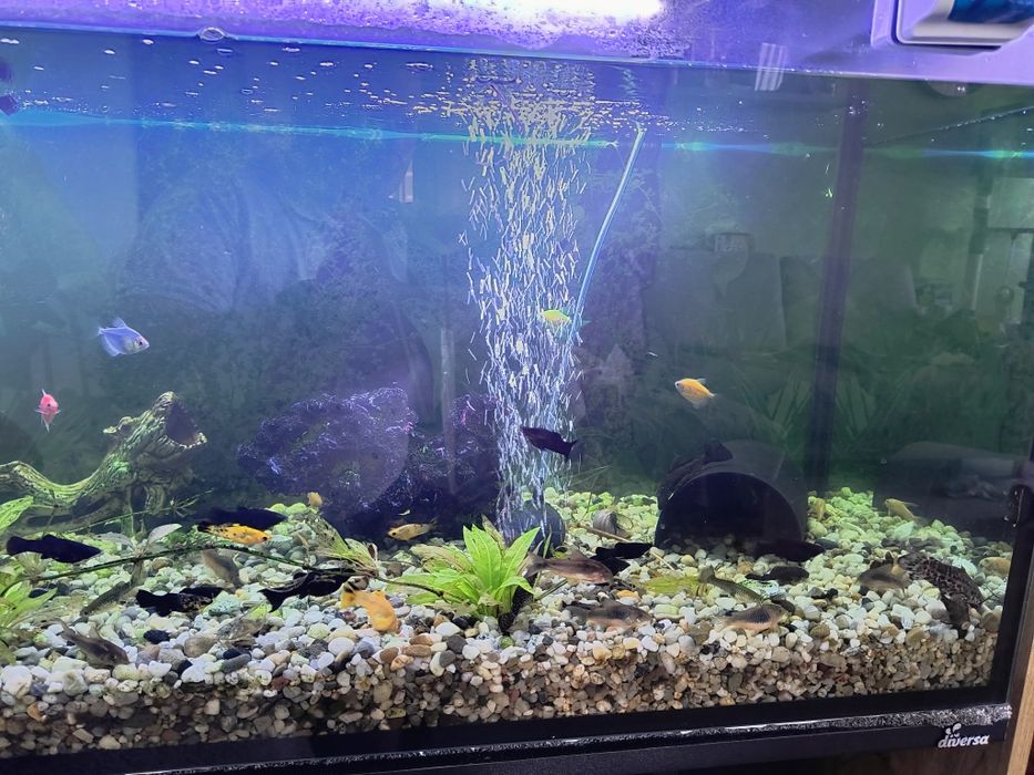 Akwarium 240 l z rybami