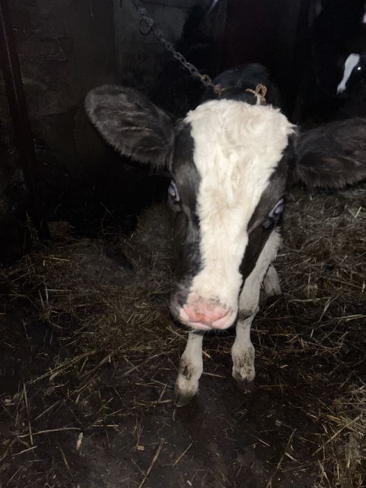 Sprzedam 2 byczki rasy ho