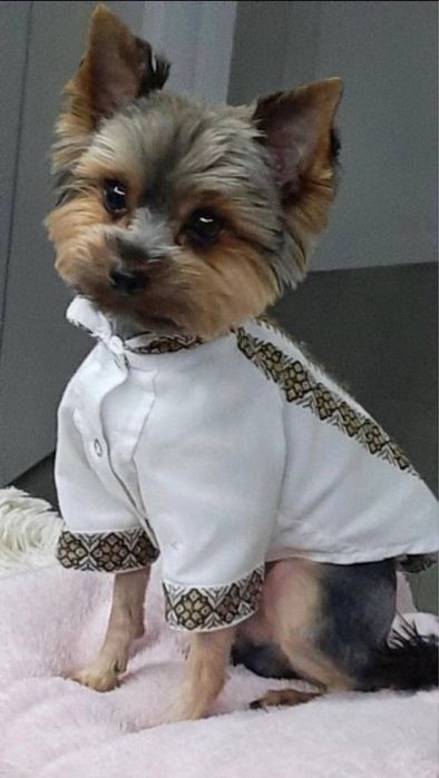 Крихітка йорік готовий до переїзду)