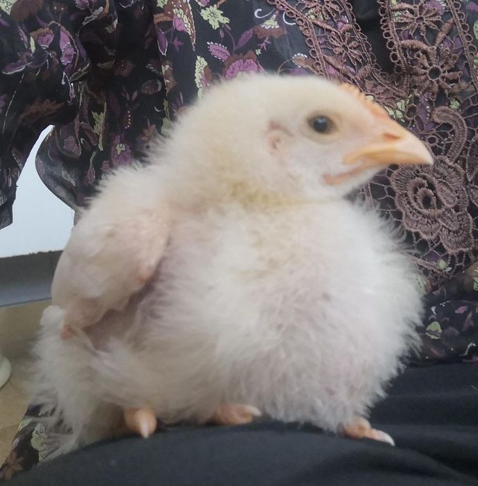 Pintainho doméstico