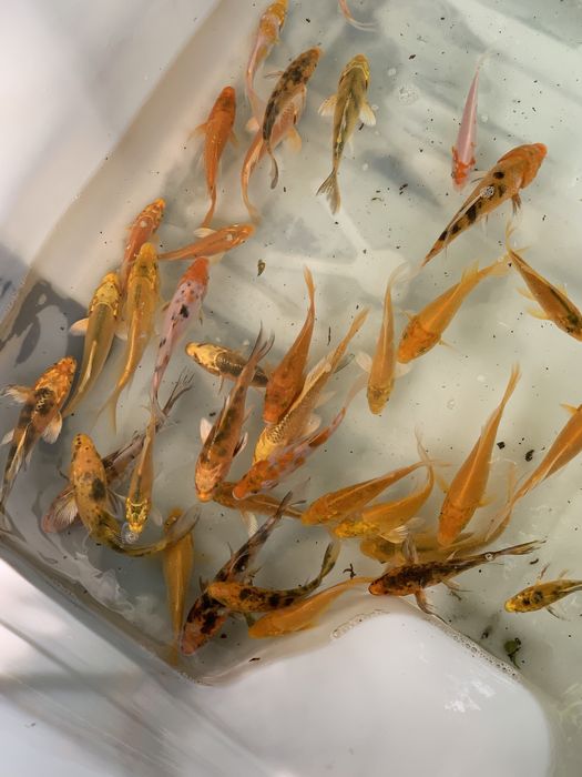Karp KOI ryby rybki do oczka wodnego stawu narybek