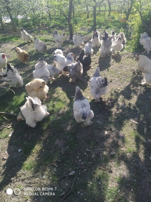 Яйця і курчата брами