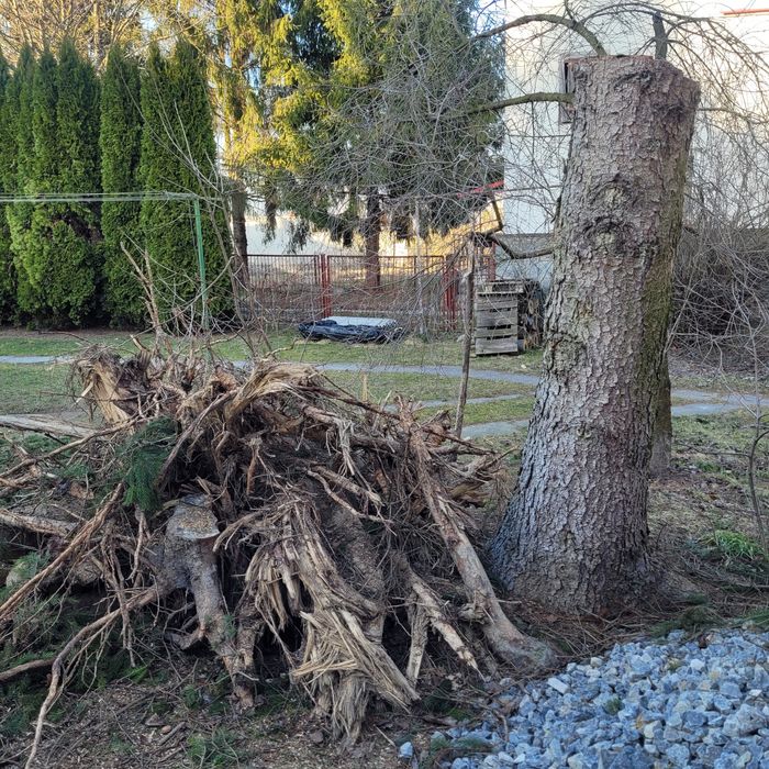 2 metrowy gruby pień i korzenie z dużych świerków