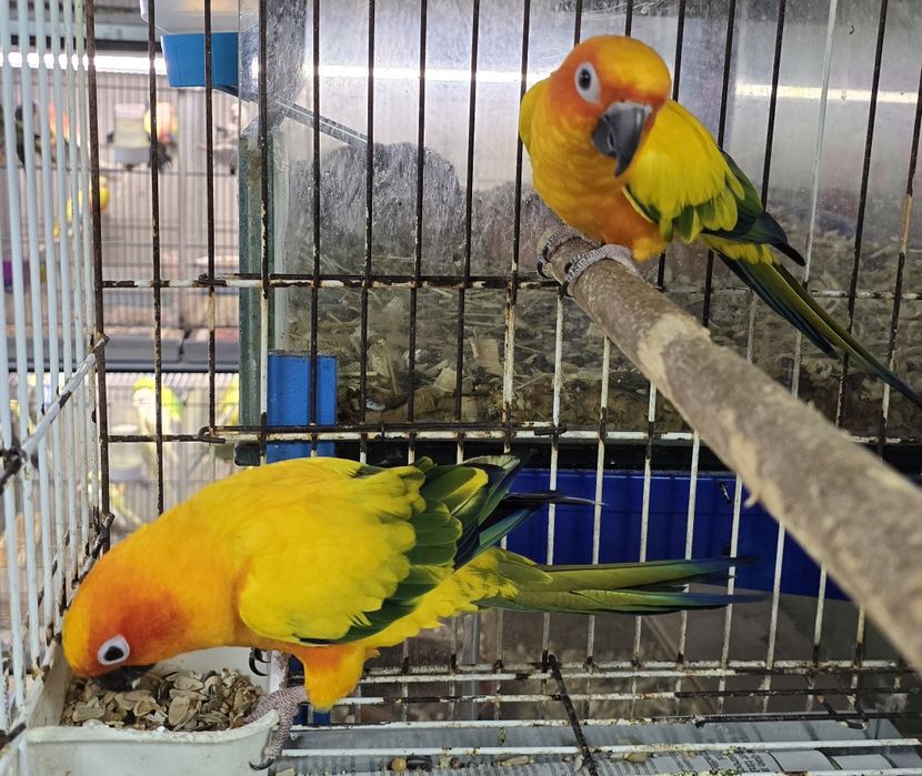 Aratinga Sol muito bonitas