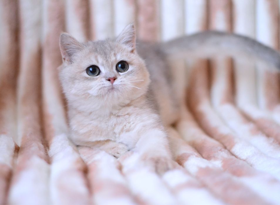 Блакитна золота шиншила