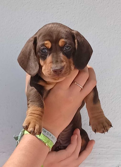 Teckel fêmea chocolate afogueada