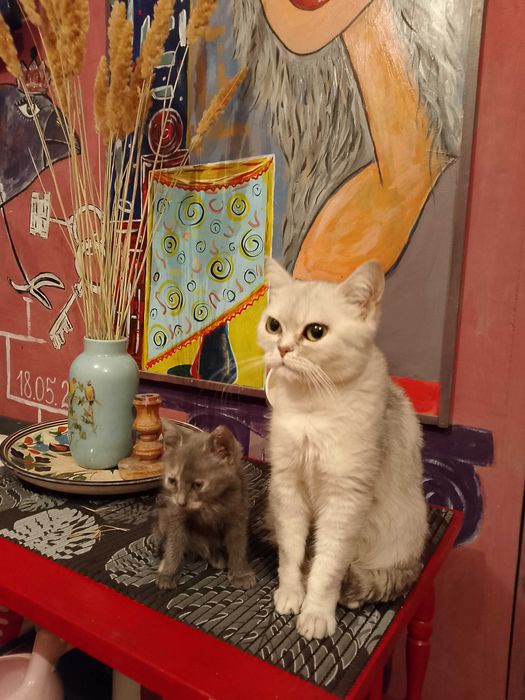 Кошеняти породи брітанська