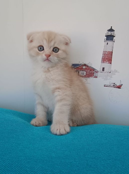 Знижка.До дня закоханих.Шотландські кошенята,котики, продам, висловухі