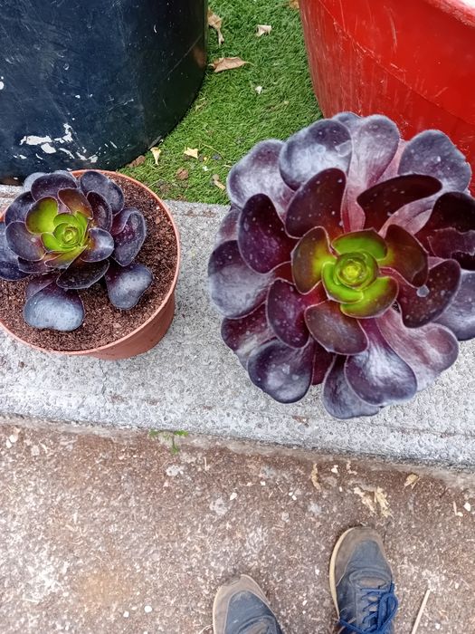 Suculentas promoção