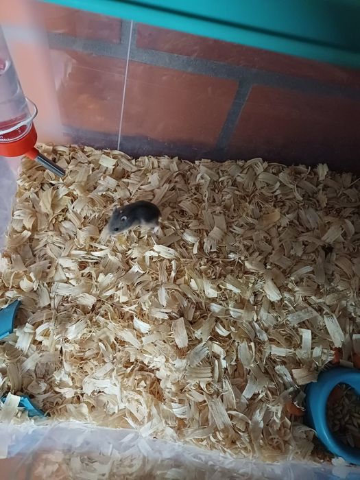 Hamster anão russo