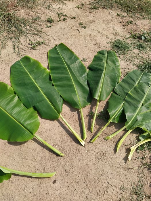 Folhas de bananeira