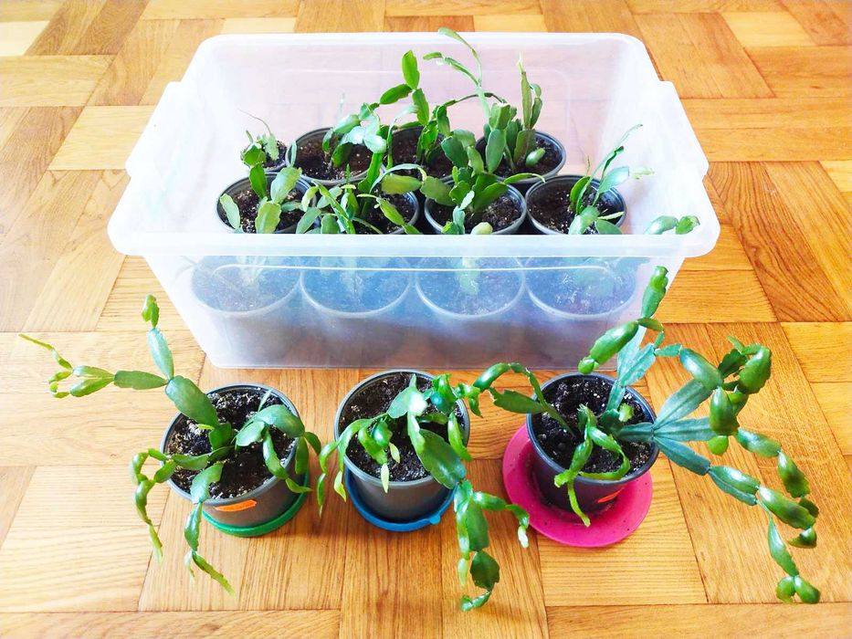 Рождественник (зигокактус, шлюмбергера, декабрист)