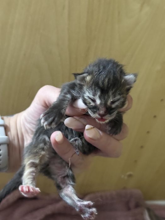 Maine Coon do rezerwacji