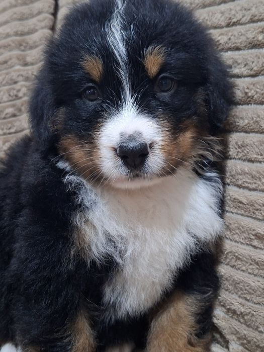 Продам цуценят Бернського Зенненхунда