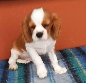 Cavalier King Charles Spaniel - SZCZENIAK piesek